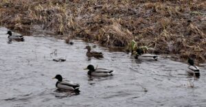 ŽIEMOJANČIŲ VANDENS PAUKŠČIŲ APSKAITA